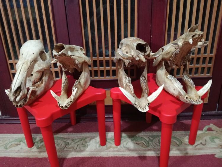 หมูป่าขนาดใหญ่เขี้ยวครบล่างบนสภาพเยี่ยม รูปที่ 13