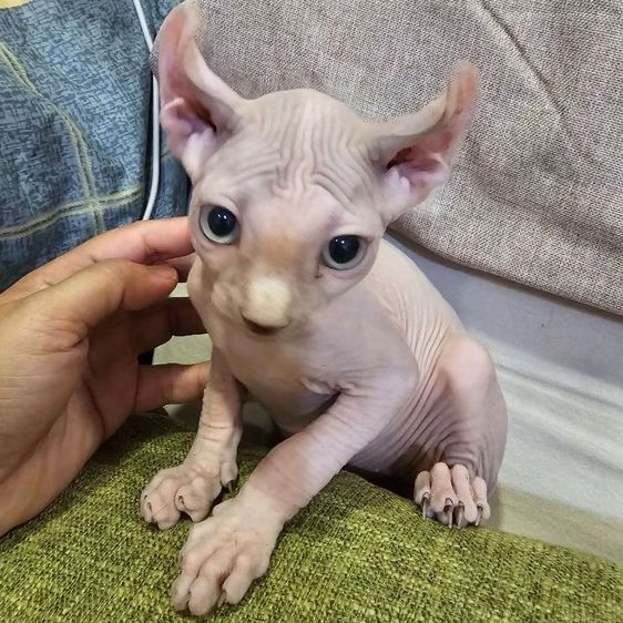 น้องแมวสฟิงซ์ เพศหญิง ขายาว หูพลิก อายุ5เดือน เหมาะเป็นแม่พันธุ์ อายุ5เดือน เพศหญิง สุขภาพแข็ง พิกัดจรัญฯ13 นัดเข้ามาดูตัวได้เลยค่ะ รูปที่ 2