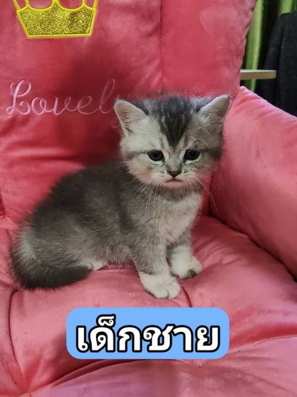 เด็กชายสก็อตติช