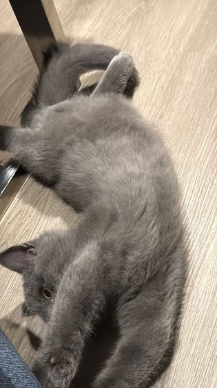 สก็อตติช โฟลด์ (Scottish Fold) แมวสก๊อตติชโฟ