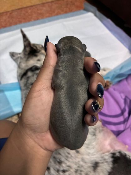 ชิวาวา (Chihuahua) กลาง ชิวาว่า ขนสั้น