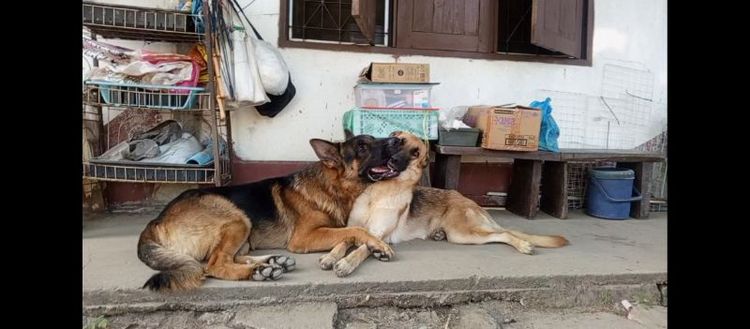 เยอรมันเชพเพิร์ดผู้3เปิดจอง รูปที่ 12