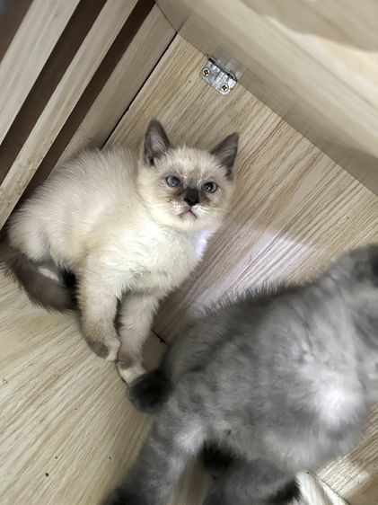 สก็อตติช โฟลด์ (Scottish Fold) แมวพันธุ์สก๊อตติช