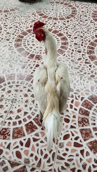 ไก่ชน รูปที่ 4