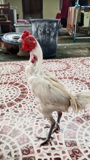 ไก่ชน รูปที่ 2