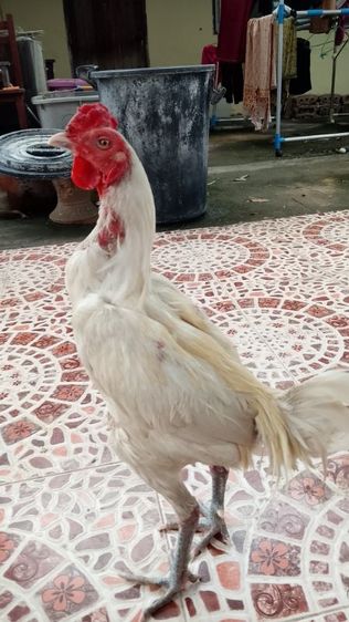 ไก่ชน