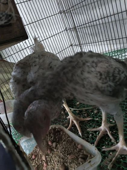 ขายไก่ชน รูปที่ 3