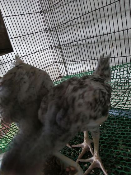ขายไก่ชน รูปที่ 2