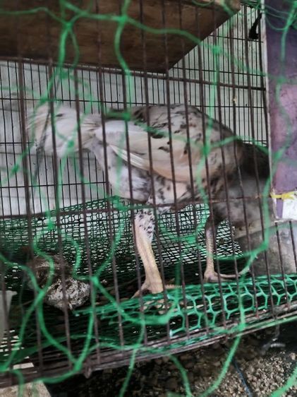 ขายไก่ชน รูปที่ 4