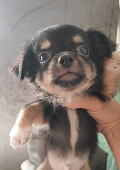 ชิวาวา (Chihuahua) เล็ก ชิวาว่า