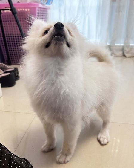 ปอมเมอเรเนียน (แท้) รูปที่ 2