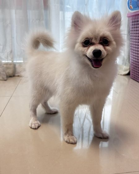 ปอมเมอเรเนียน (Pomeranian) เล็ก ปอมเมอเรเนียน (แท้)