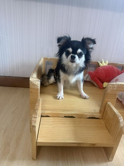 ชิวาวา (Chihuahua) เด็กชายชิวาวา