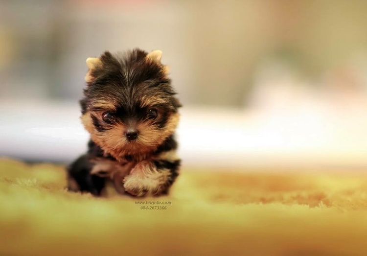 ยอร์คเชียร์ เทอร์เรีย (Yorkshire Terrier) เล็ก ลูก Yorkshire terrier size Tcup