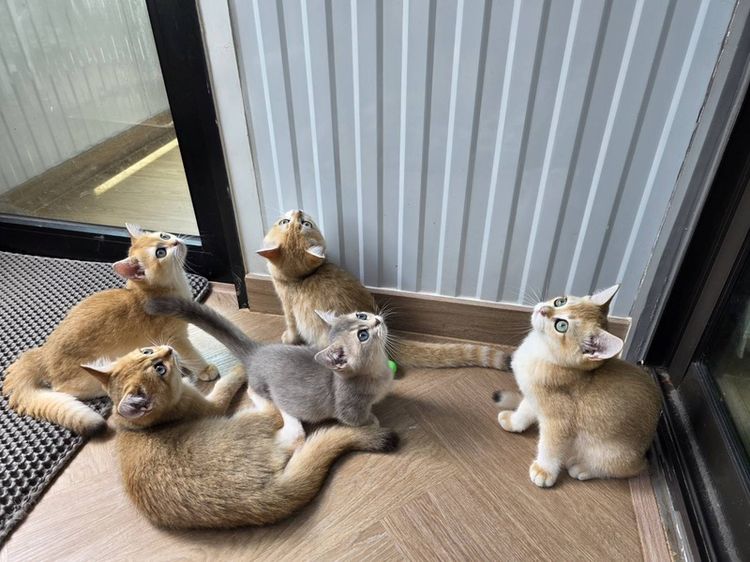 ขายน้องแมวบริติช เพศเมีย อายุ 3 เดือน