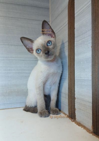 วิเชียรมาศ (Siamese Cat) แมววิเชียรมาศ บลูพ้อยท์ เพศเมีย ปลายหางสะดุด วัคซีนแล้วตรวจหัดให้ก่อนย้ายรับประกันเอดส์แมวกับรคีเมียคะ