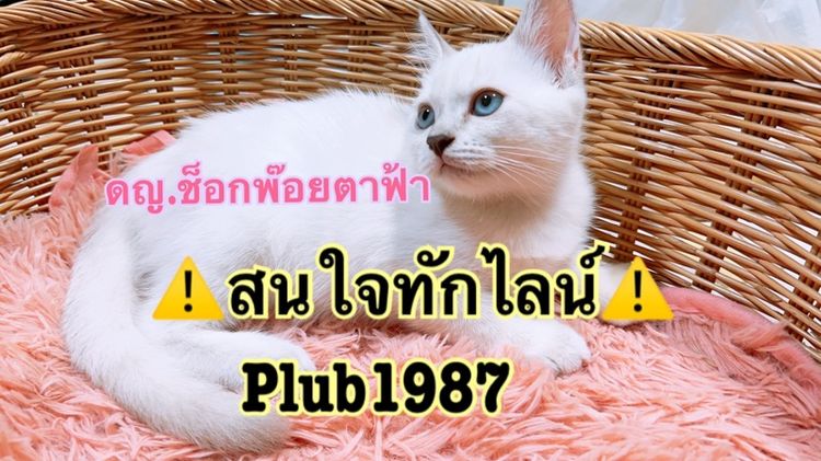 อื่นๆ ลูกแมวสก็อต-อเมริกัน ตาฟ้า