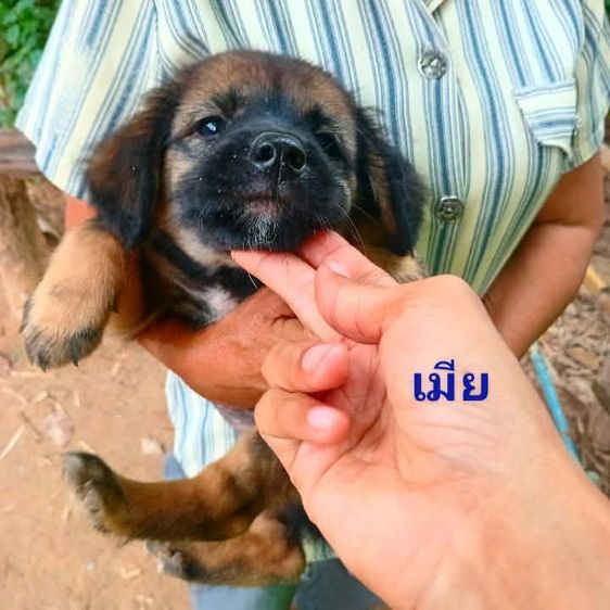 เยอรมันเชฟเพิด  รูปที่ 11