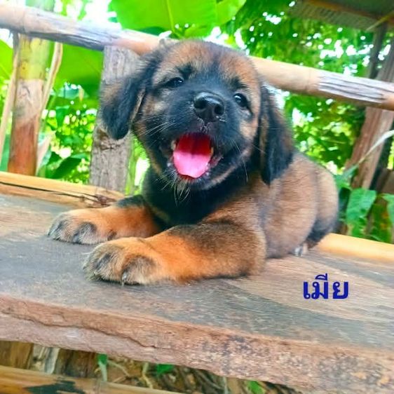 เยอรมันเชฟเพิด  รูปที่ 12