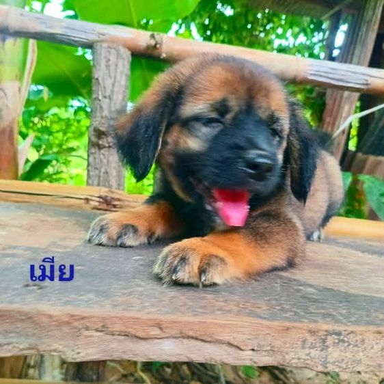 เยอรมันเชฟเพิด  รูปที่ 13
