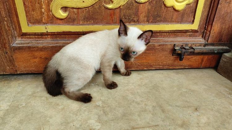 แมววิเชียรมาศแท้ ราคาพิเศษ!!! (เหลือ2ตัวสุดท้าย) รูปที่ 4