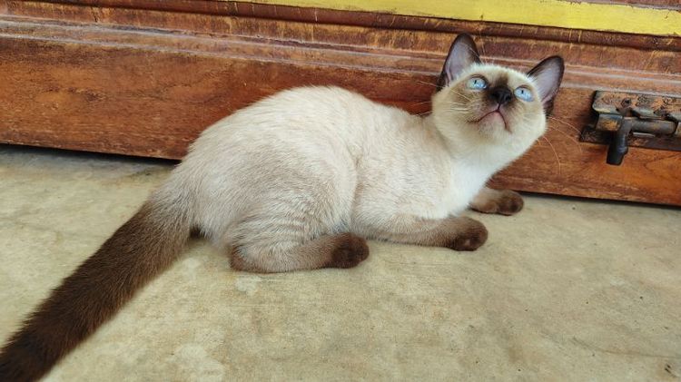 วิเชียรมาศ (Siamese Cat) วิเชียรมาศแท้ 2ตัวสุดท้าย(รับคู่มีราคาพิเศษ)