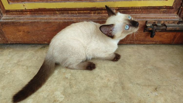 แมววิเชียรมาศแท้ ราคาพิเศษ!!! (เหลือ2ตัวสุดท้าย) รูปที่ 8