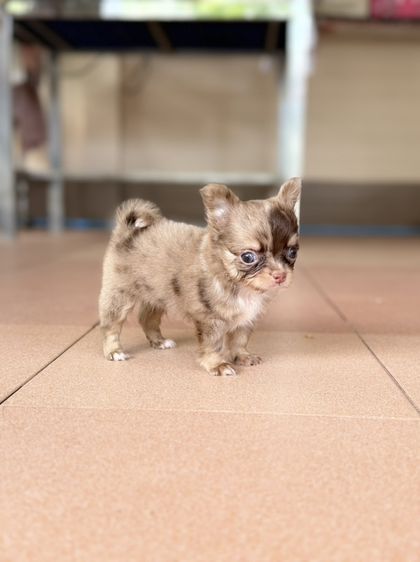 ชิวาวาขนยาว รูปที่ 2