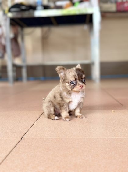 ชิวาวาขนยาว รูปที่ 3