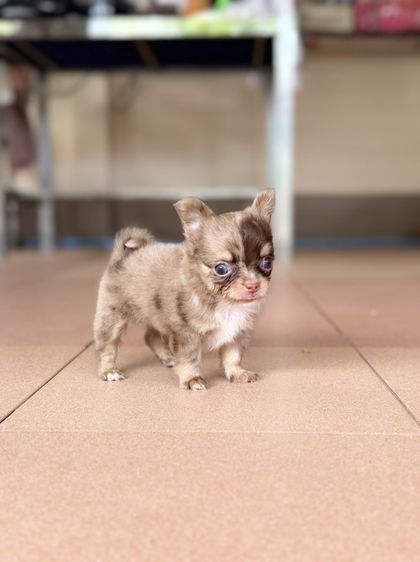 ชิวาวาขนยาว รูปที่ 4