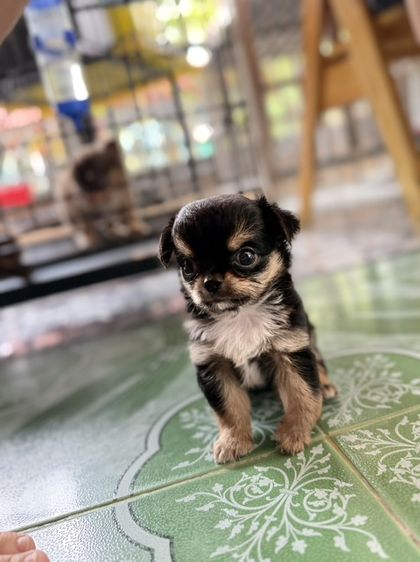 ชิวาวาขนยาว รูปที่ 9