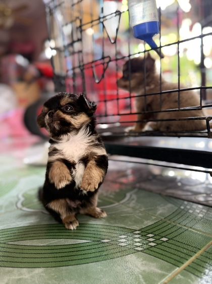 ชิวาวาขนยาว รูปที่ 8