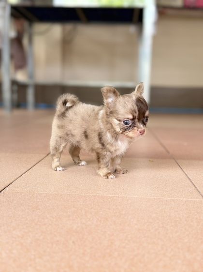 ชิวาวาขนยาว รูปที่ 5