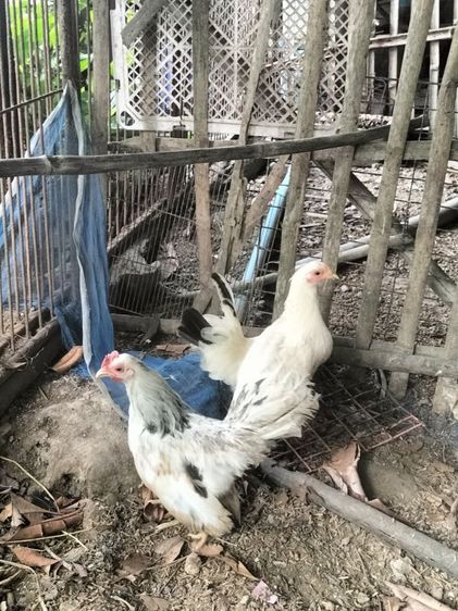 ไก่แจ้ รูปที่ 2