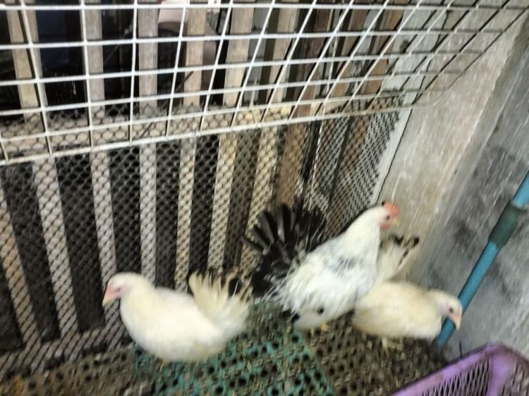 ไก่แจ้ รูปที่ 2