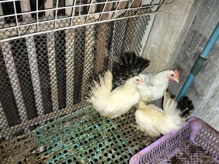 ไก่แจ้ รูปที่ 3