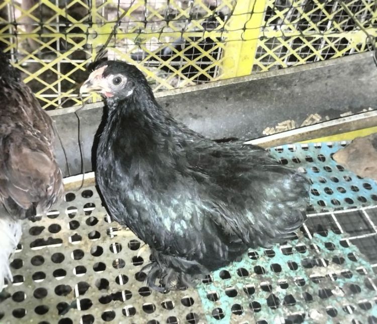 ไก่มินิโคชิน