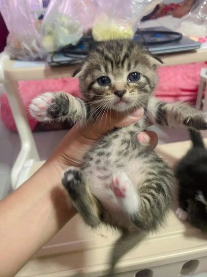 สก็อตติช โฟลด์ (Scottish Fold) สก๊อตติช