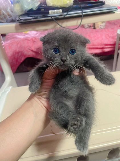 สก็อตติช โฟลด์ (Scottish Fold) สก๊อตติช