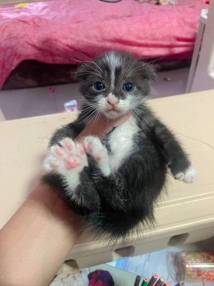 สก็อตติช โฟลด์ (Scottish Fold) สก๊อตติช