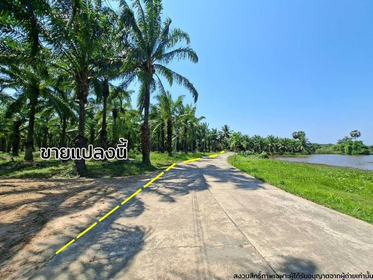 ใช่ ขายที่ดินสวนปาล์มในสุราษฎร์ธานี รูปที่ 3