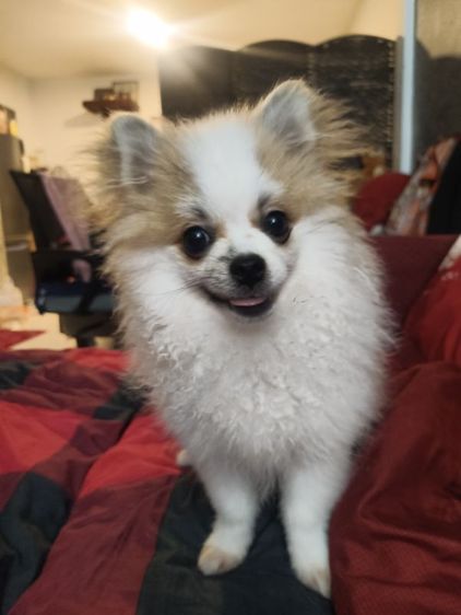 ปอมเมอเรเนียน (Pomeranian) เล็ก เด็กชายปอม ชิวาว่า