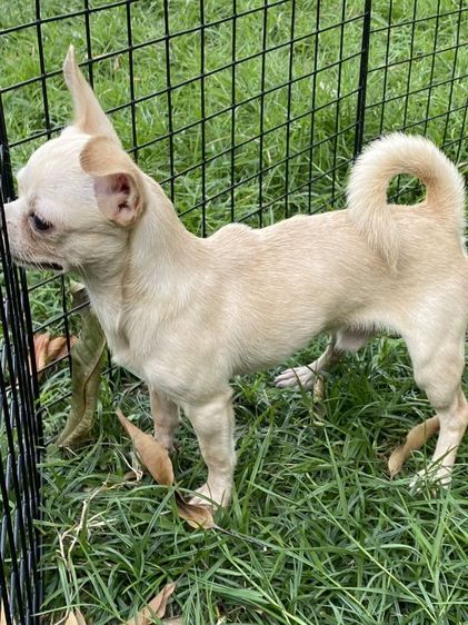 ชิวาวา (Chihuahua) เล็ก ชิวาว่า