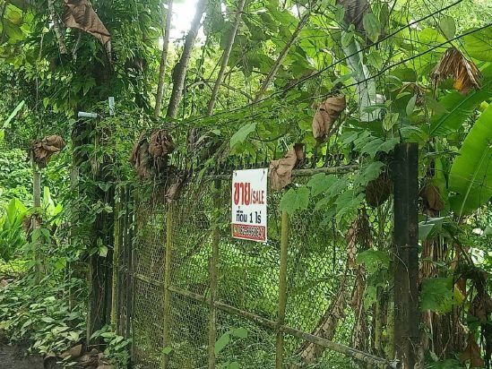ขายที่ดินเหมาะทำบ้านพักรีสอร์ท ใกล้วัดถ้ำผาปล่อง ถ้ำปากเปียง ถ้ำเชียงดาว เชียงใหม่ 