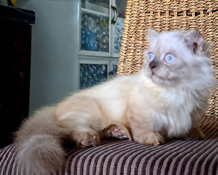 มันช์กิ้น (Munchkin) หนุ่มน้อยมั้นช์กิ้นขาสั้นหิมาลายันตาสีฟ้าสวยๆฟอร์มกลมน่ารักมากๆ