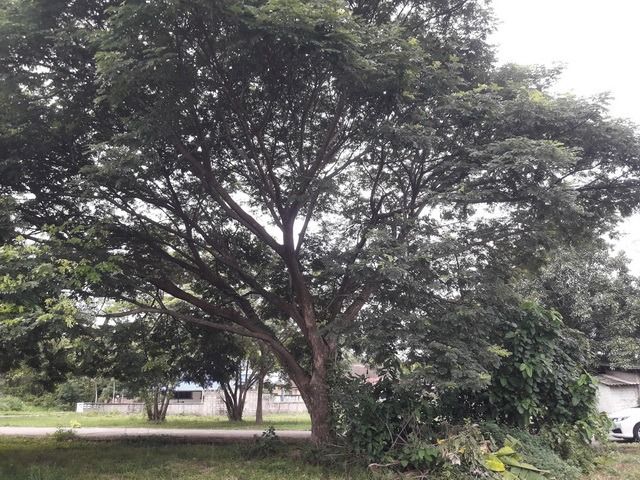 ขายที่ดินเปล่าถมแล้ว 74 ตร.ว. หมู่บ้านคันทรีวิว ลำปาง 