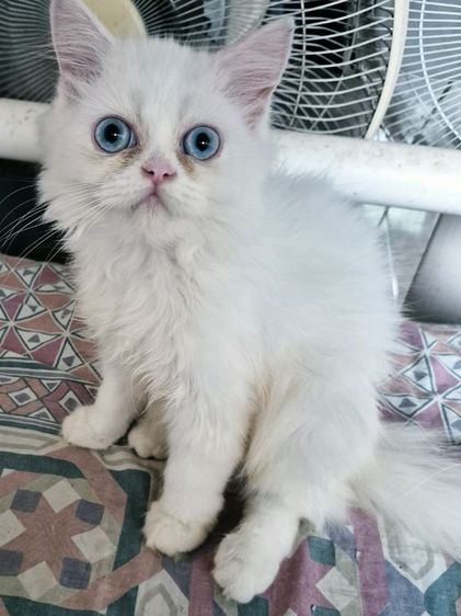เปอร์เซีย (Persian) แมวเปอร์เซีย