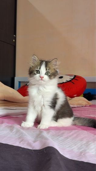 สก็อตติช โฟลด์ (Scottish Fold) สก็อตติช พร้อมย้ายบ้าน