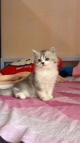 สก็อตติช โฟลด์ (Scottish Fold) สก็อตติช พร้อมย้ายบ้าน