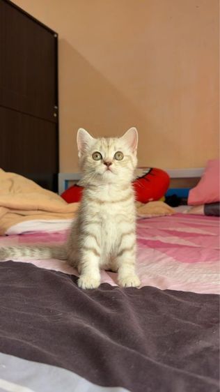สก็อตติช โฟลด์ (Scottish Fold) สก็อตติช พร้อมย้าย